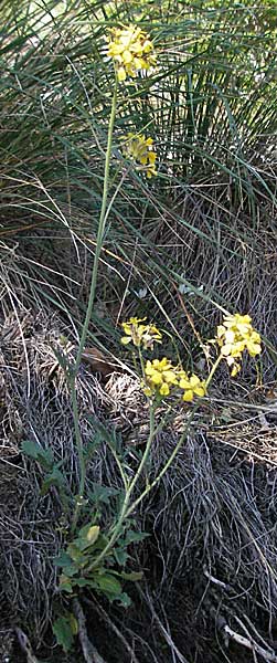 Coincya monensis subsp. cheiranthos \ Lacksenf / Wallflower Cabbage, F Mont Aigoual 8.6.2006