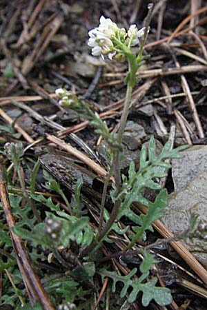 Arabidopsis arenosa \ Sand- / Sand Rock-Cress, F Pyrenäen/Pyrenees, Err 14.5.2007