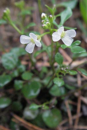 Cardamine resedifolia \ Resedenblttriges Schaumkraut / Mignonette-Leaved Bitter-Cress, F Pyrenäen/Pyrenees, Err 14.5.2007