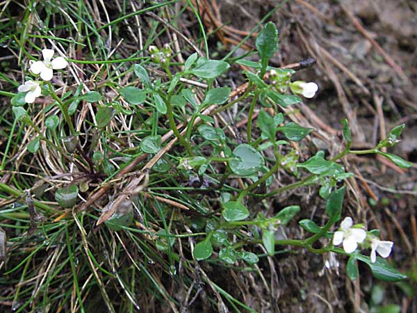 Cardamine resedifolia \ Resedenblttriges Schaumkraut, F Pyrenäen, Err 14.5.2007