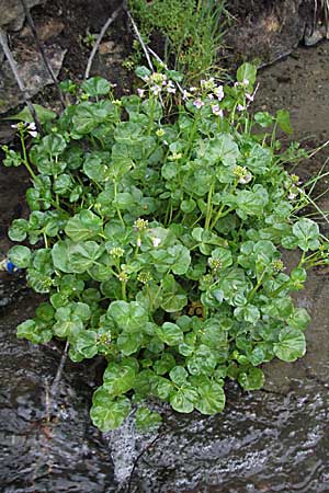 Cardamine raphanifolia \ Groblttriges Schaumkraut, F Pyrenäen, Eyne 14.5.2007