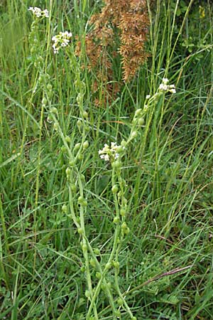 Calepina irregularis / White Ball-Mustard, F Causse du Larzac 15.5.2007