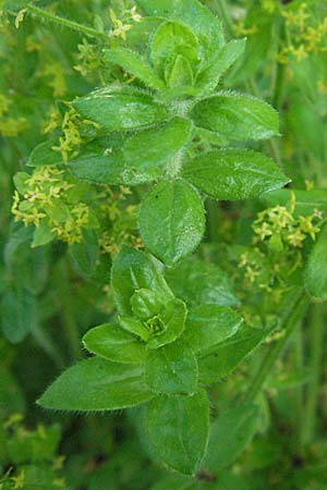 Cruciata laevipes \ Gewhnliches Kreuzlabkraut, F Dept. Aveyron,  Tiergues 15.5.2007