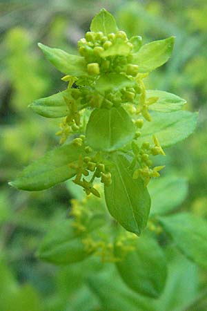 Cruciata laevipes \ Gewhnliches Kreuzlabkraut / Crosswort, F Dept. Aveyron,  Tiergues 15.5.2007