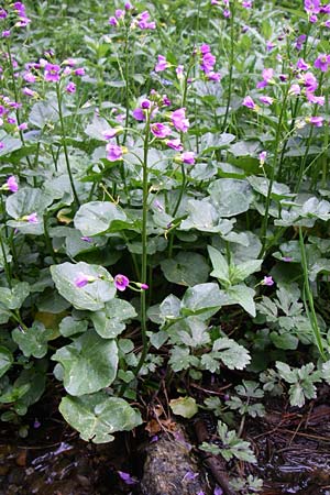 Cardamine raphanifolia \ Groblttriges Schaumkraut, F Pyrenäen, Eyne 25.6.2008