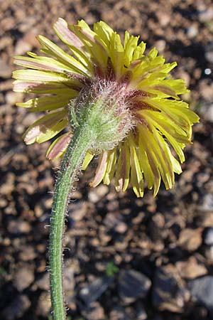 Crepis foetida \ Stink-Pippau / Stinking Hawk's-Beard, F Frontignan 28.6.2008