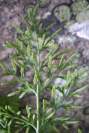 Cryptogramma crispa \ Krauser Rollfarn / Parsley Fern, F Vogesen/Vosges, Col de la Schlucht 5.8.2008