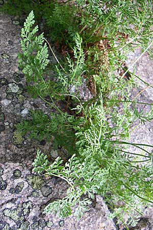 Cryptogramma crispa \ Krauser Rollfarn / Parsley Fern, F Vogesen/Vosges, Col de la Schlucht 5.8.2008