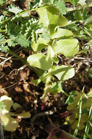 Crepis taraxicifolia / Beaked Hawk's-Beard, F La Couvertoirade 27.5.2009
