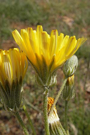 Crepis taraxicifolia \ Lwenzahnblttriger Pippau, F La Couvertoirade 27.5.2009