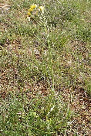 Crepis sancta \ Hasen-Pippau, F La Couvertoirade 27.5.2009