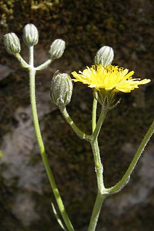 Crepis sancta \ Hasen-Pippau, F La Couvertoirade 27.5.2009