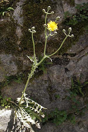 Crepis taraxicifolia \ Lwenzahnblttriger Pippau, F La Couvertoirade 27.5.2009