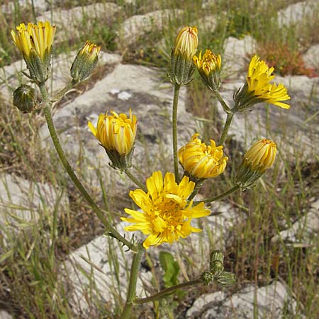 Crepis sancta \ Hasen-Pippau, F La Couvertoirade 27.5.2009