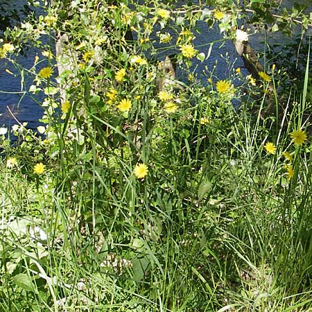 Lapsana communis subsp. communis \ Gemeiner Rainkohl / Nipplewort, F Millau 29.5.2009