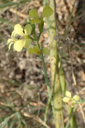 Rapistrum perenne \ Ausdauernder Rapsdotter / Steppe Cabbage, F Canet-en-Roussillon 27.7.2018