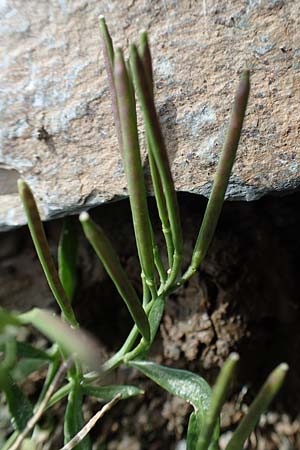 Cardamine resedifolia \ Resedenblttriges Schaumkraut / Mignonette-Leaved Bitter-Cress, F Pyrenäen/Pyrenees, Puigmal 1.8.2018