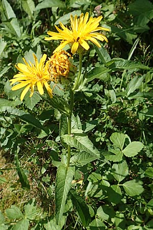 Crepis blattarioides \ Schabenkraut-Pippau, F Pyrenäen, Eyne 4.8.2018