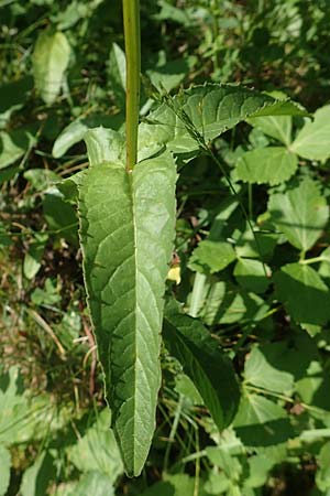 Crepis blattarioides \ Schabenkraut-Pippau, F Pyrenäen, Eyne 4.8.2018