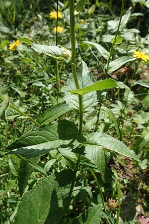 Crepis blattarioides \ Schabenkraut-Pippau, F Pyrenäen, Eyne 4.8.2018