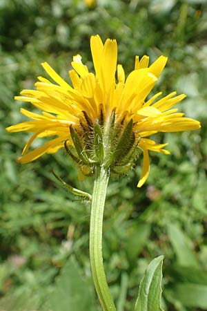 Crepis blattarioides \ Schabenkraut-Pippau, F Pyrenäen, Eyne 4.8.2018