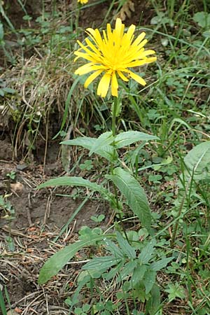 Crepis blattarioides \ Schabenkraut-Pippau / Moth-Mullein Hawk's-Beard, F Pyrenäen/Pyrenees, Eyne 4.8.2018