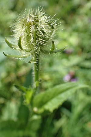 Crepis blattarioides \ Schabenkraut-Pippau / Moth-Mullein Hawk's-Beard, F Pyrenäen/Pyrenees, Eyne 4.8.2018