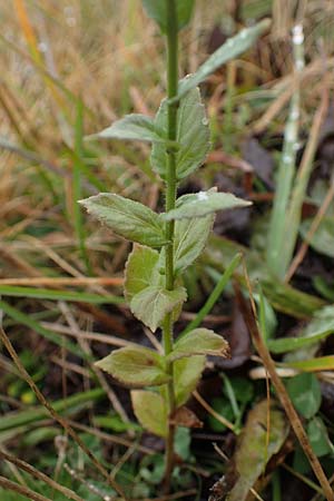 Campanula rhomboidalis \ Rautenblttrige Glockenblume / Diamond-Leaved Bellflower, Broad-Leaved Harebell, F Bonneval-sur-Arc 6.10.2021