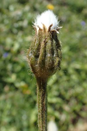 Crepis pyrenaica / Conyza-Leaved Hawk's-Beard, F Les Deux Alpes 9.10.2021