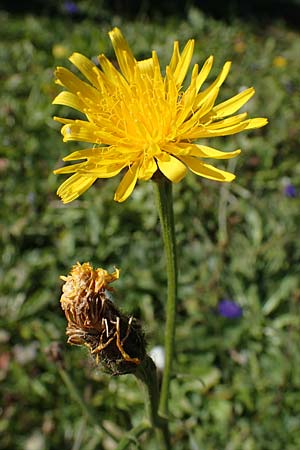 Crepis pyrenaica \ Grokpfiger Pippau, F Les Deux Alpes 9.10.2021