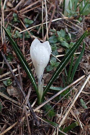 Crocus albiflorus / Spring Crocus, F Col de Gleize 29.4.2023