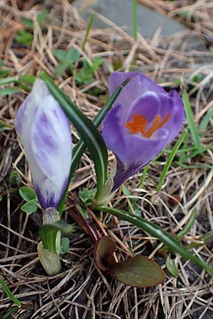 Crocus albiflorus \ Alpen-Krokus / Spring Crocus, F Col de Gleize 29.4.2023