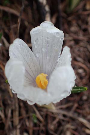 Crocus albiflorus / Spring Crocus, F Col de Vars 30.4.2023