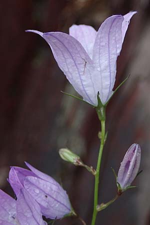 Campanula rapunculus \ Rapunzel-Glockenblume / Rampion Bellflower, F S. Sauveur-sur-Tinée 30.4.2023