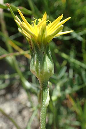 Scorzonera laciniata \ Schlitzblttrige Schwarzwurzel, F Camargue,  Salin-de-Giraud 3.5.2023