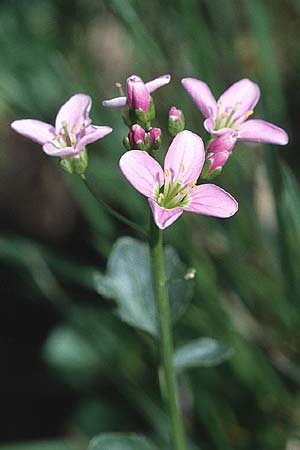 Cardamine raphanifolia \ Groblttriges Schaumkraut, F Pyrenäen, Corsavy 24.6.2001