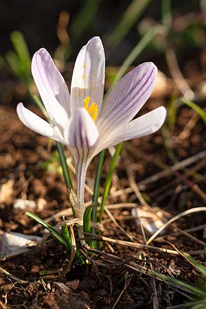 Crocus versicolor \ Silberlack-Krokus, Bunter Krokus / Cloth-of-Silver Crocus, F Col d'Eze 24.2.2019 (Photo: Uwe & Katja Grabner)