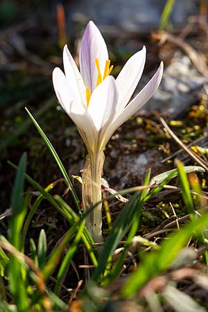 Crocus versicolor \ Silberlack-Krokus, Bunter Krokus / Cloth-of-Silver Crocus, F Col d'Eze 24.2.2019 (Photo: Uwe & Katja Grabner)