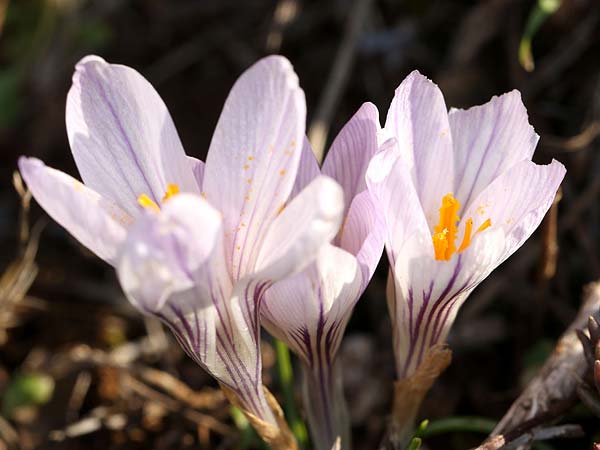 Crocus versicolor \ Silberlack-Krokus, Bunter Krokus / Cloth-of-Silver Crocus, F Col d'Eze 24.2.2019 (Photo: Uwe & Katja Grabner)