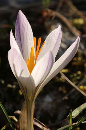 Crocus versicolor \ Silberlack-Krokus, Bunter Krokus / Cloth-of-Silver Crocus, F Col d'Eze 24.2.2019 (Photo: Uwe & Katja Grabner)