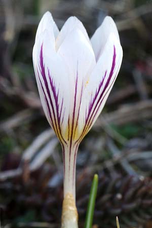 Crocus versicolor \ Silberlack-Krokus, Bunter Krokus / Cloth-of-Silver Crocus, F Col d'Eze 24.2.2019 (Photo: Uwe & Katja Grabner)