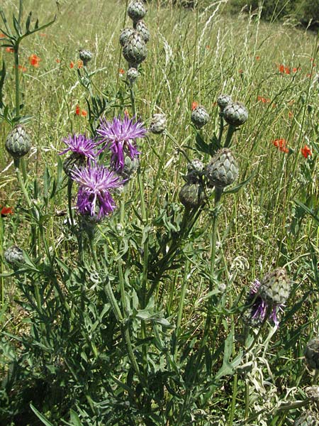 Centaurea scabiosa \ Skabiosen-Flockenblume, F Rochefort-en-Valdaine 10.6.2006