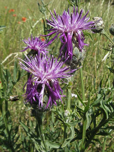 Centaurea scabiosa \ Skabiosen-Flockenblume / Greater Knapweed, F Rochefort-en-Valdaine 10.6.2006