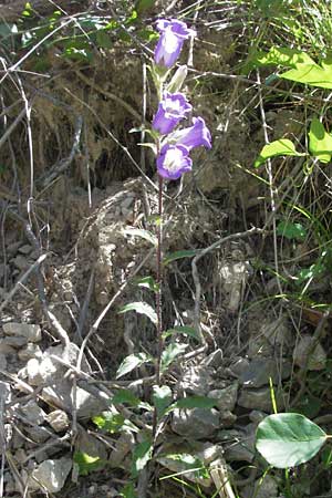 Campanula medium \ Marien-Glockenblume, F Nyons 10.6.2006