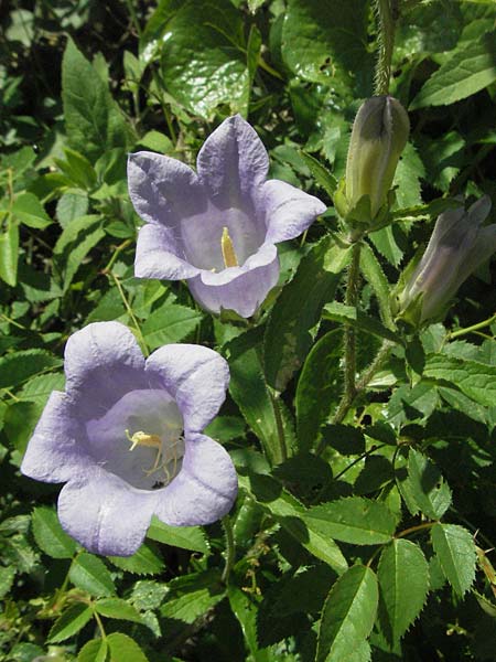 Campanula medium \ Marien-Glockenblume / Canterbury Bells, F Allevard 11.6.2006