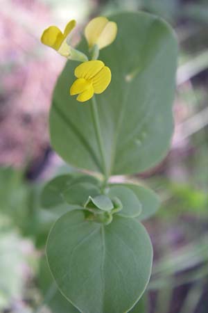 Coronilla scorpioides \ Skorpions-Kronwicke, F La-Palud-sur-Verdon 23.6.2008