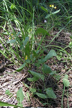 Coronilla scorpioides \ Skorpions-Kronwicke / Annual Scorpion Vetch, F La-Palud-sur-Verdon 23.6.2008