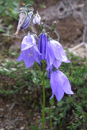 Campanula rotundifolia \ Rundblttrige Glockenblume / Harebell, F Vogesen/Vosges, Grand Ballon 12.7.2008