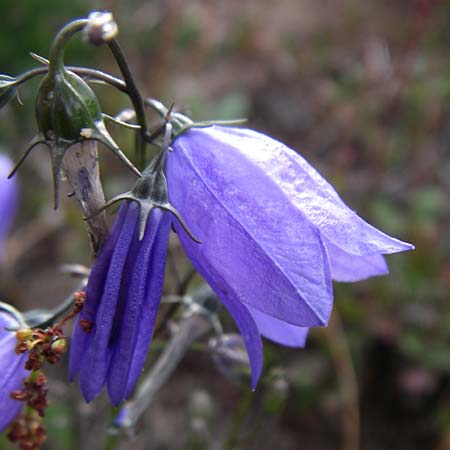 Campanula rotundifolia \ Rundblttrige Glockenblume / Harebell, F Vogesen/Vosges, Grand Ballon 12.7.2008