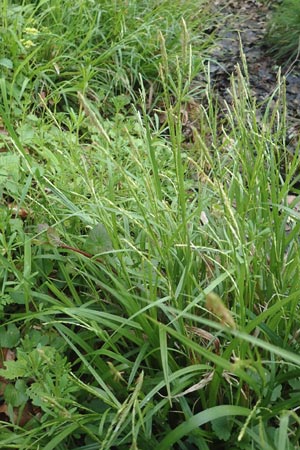 Carex strigosa \ Dnnhrige Segge / Thin-Spiked Wood Sedge, F Forstfeld 29.4.2016